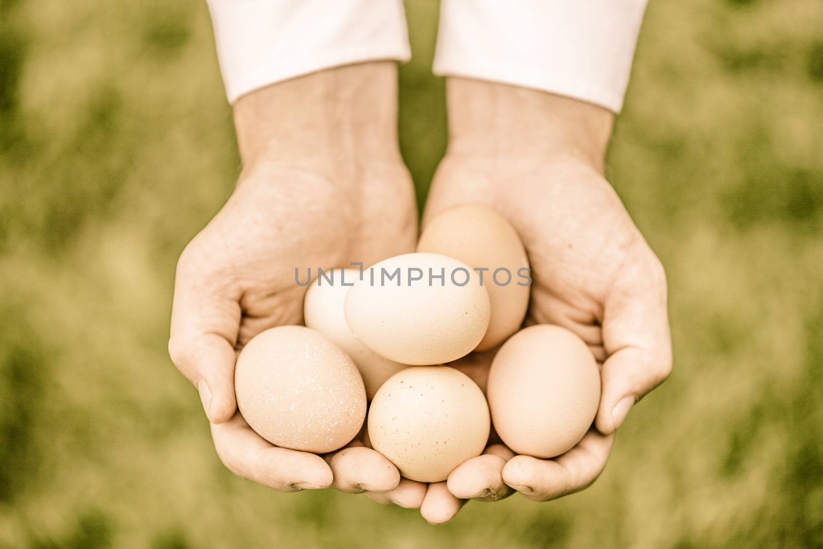 Eggs in Hands by aetb