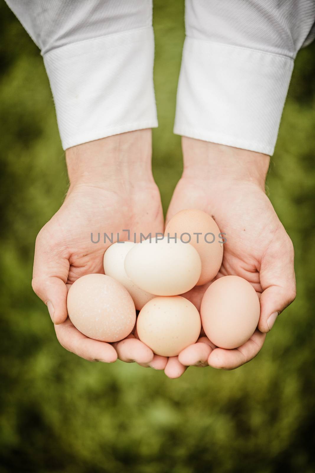 Eggs in Hands of a Farmer over Grass background