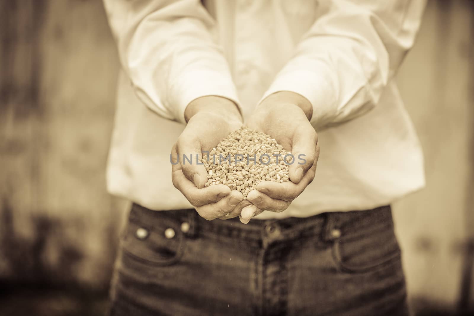 Farmer Showing Animal Dry Food in its hands