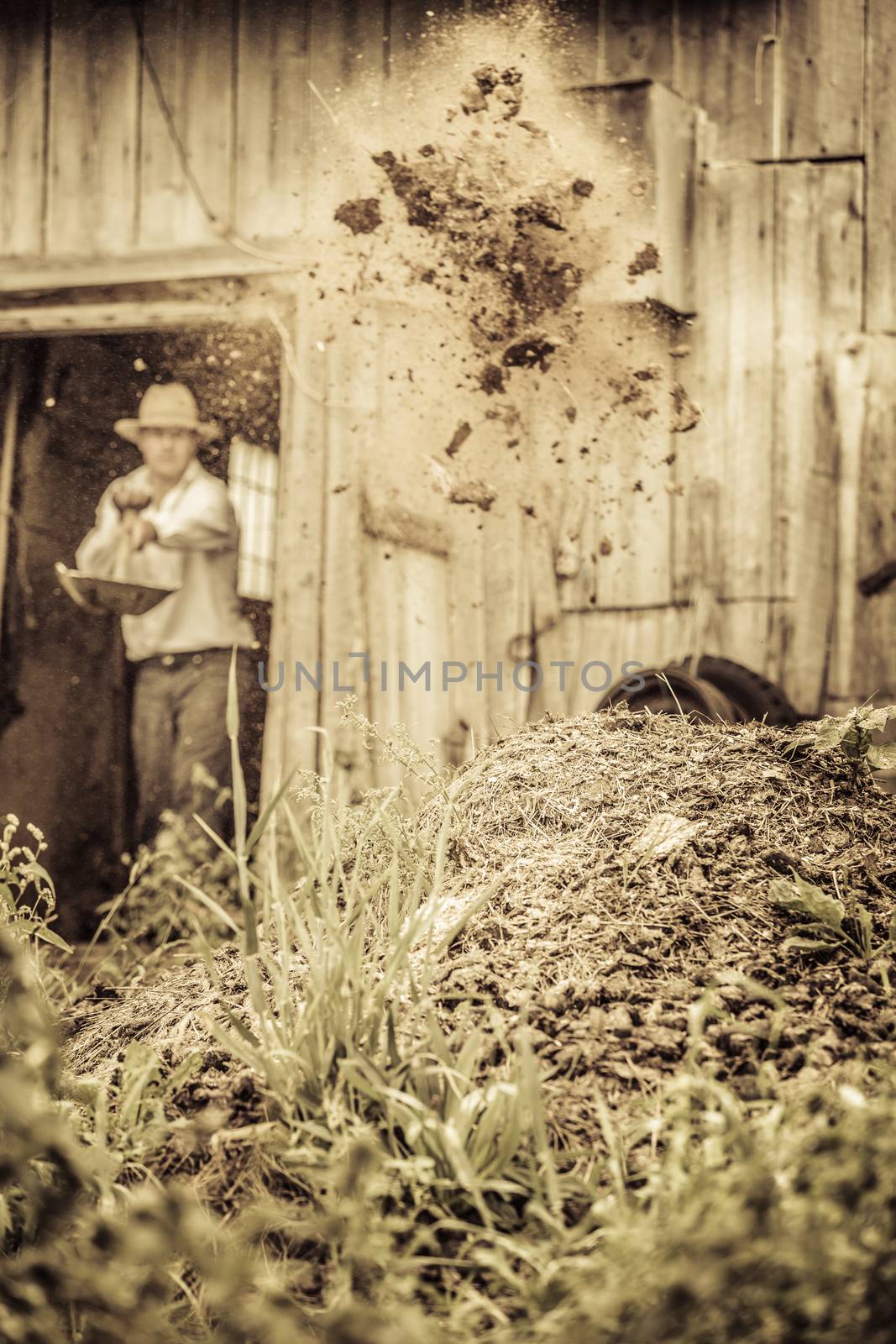 Farmer Shoveling the Horse Manure out of the Barn