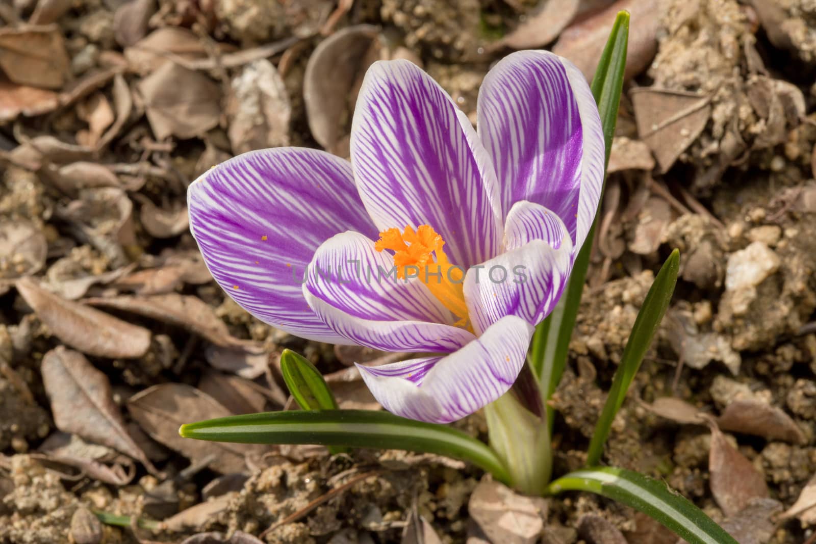 macro of one of the first spring flowers in spring garden