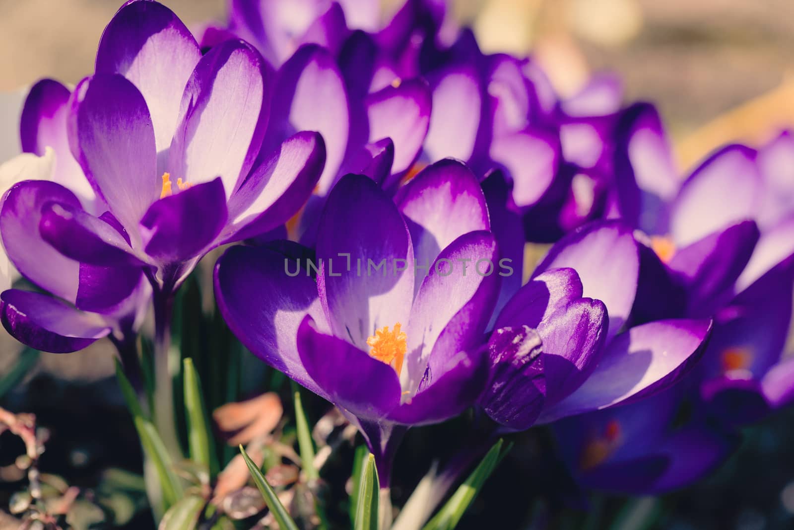 macro of one of the first spring flowers in spring garden in retro color effect