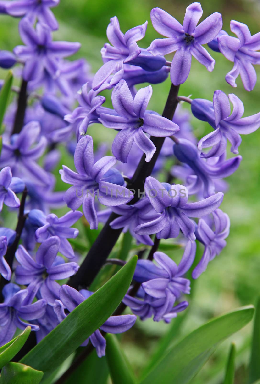 Purple hyacinths (hyacinthus) is one of the first beautiful spring flowers can use as background