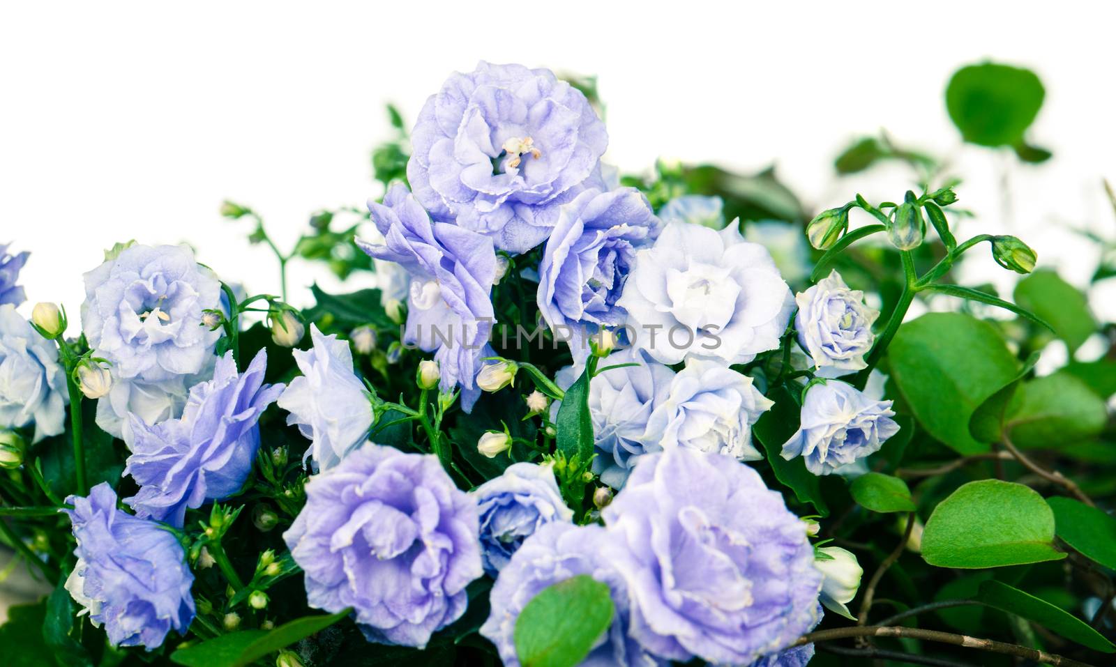 Campanula terry with blue flowers isolated on white background