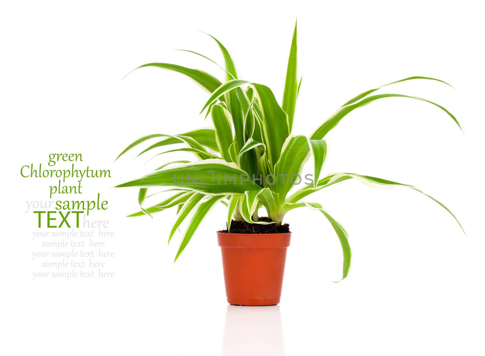 green Chlorophytum plant in the pot by motorolka