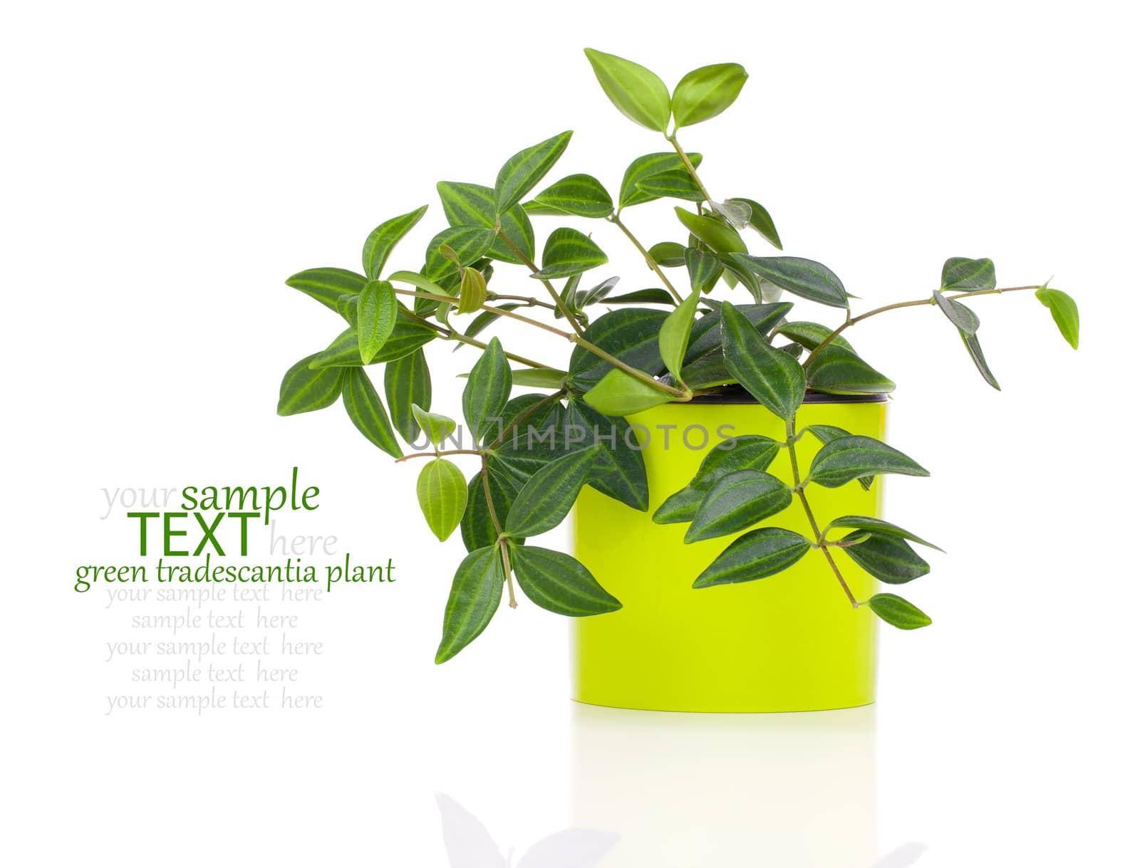 green tradescantia plant in pot, isolated on white background by motorolka