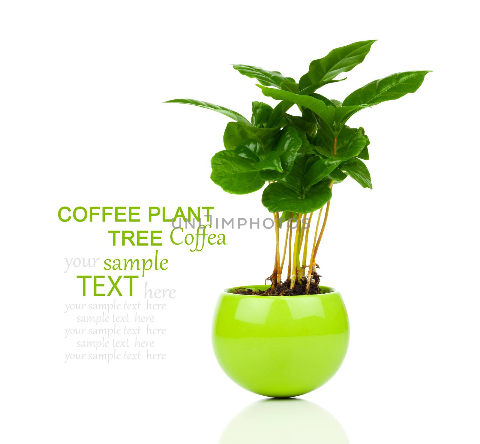 coffee plant tree growing seedling in soil pile isolated on white background