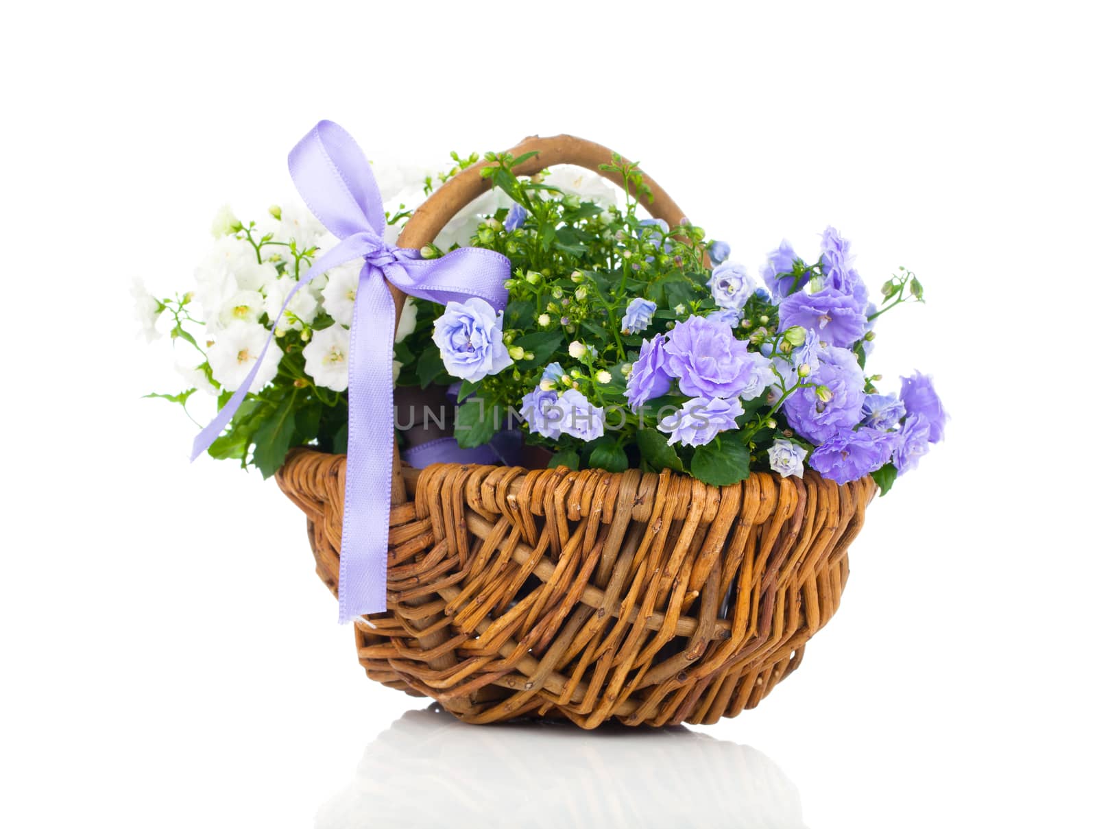 blue and white Campanula terry flowers in the wicker basket, isolated on white background