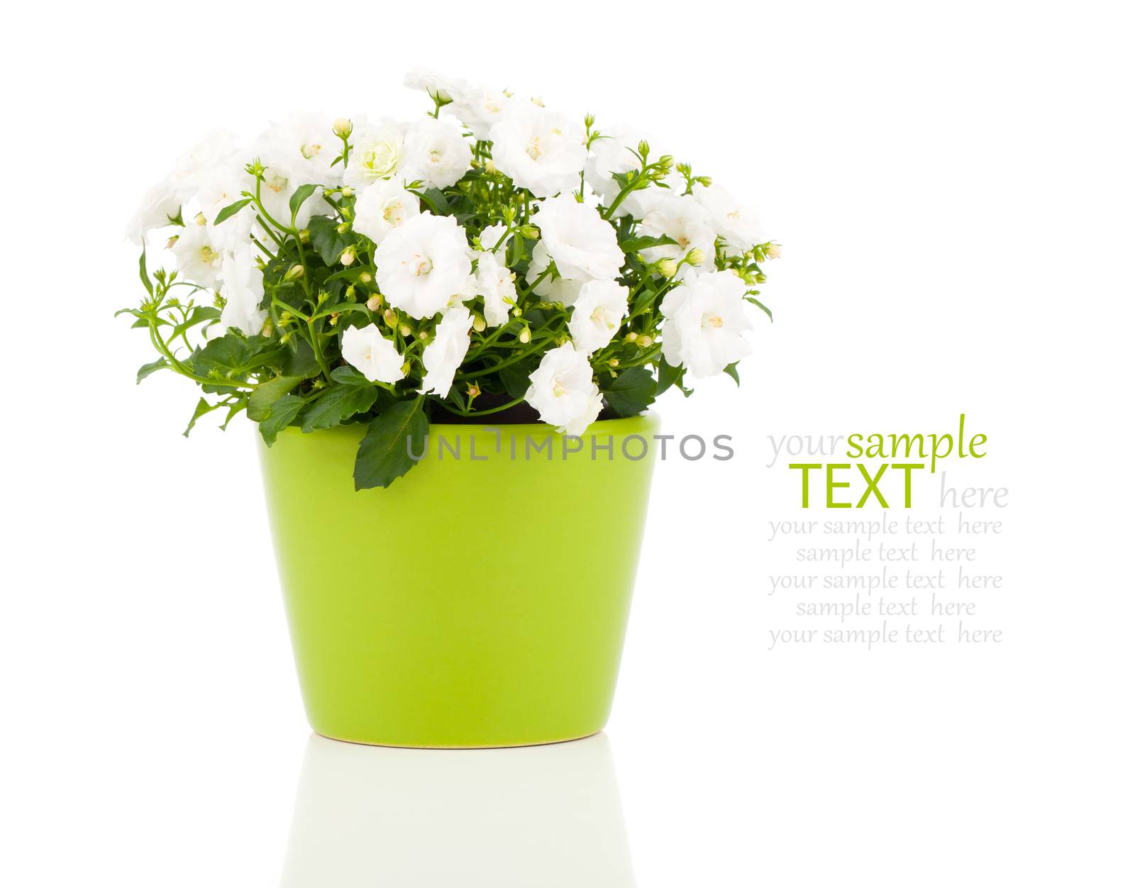 Campanula terry flowers, on a white background. by motorolka