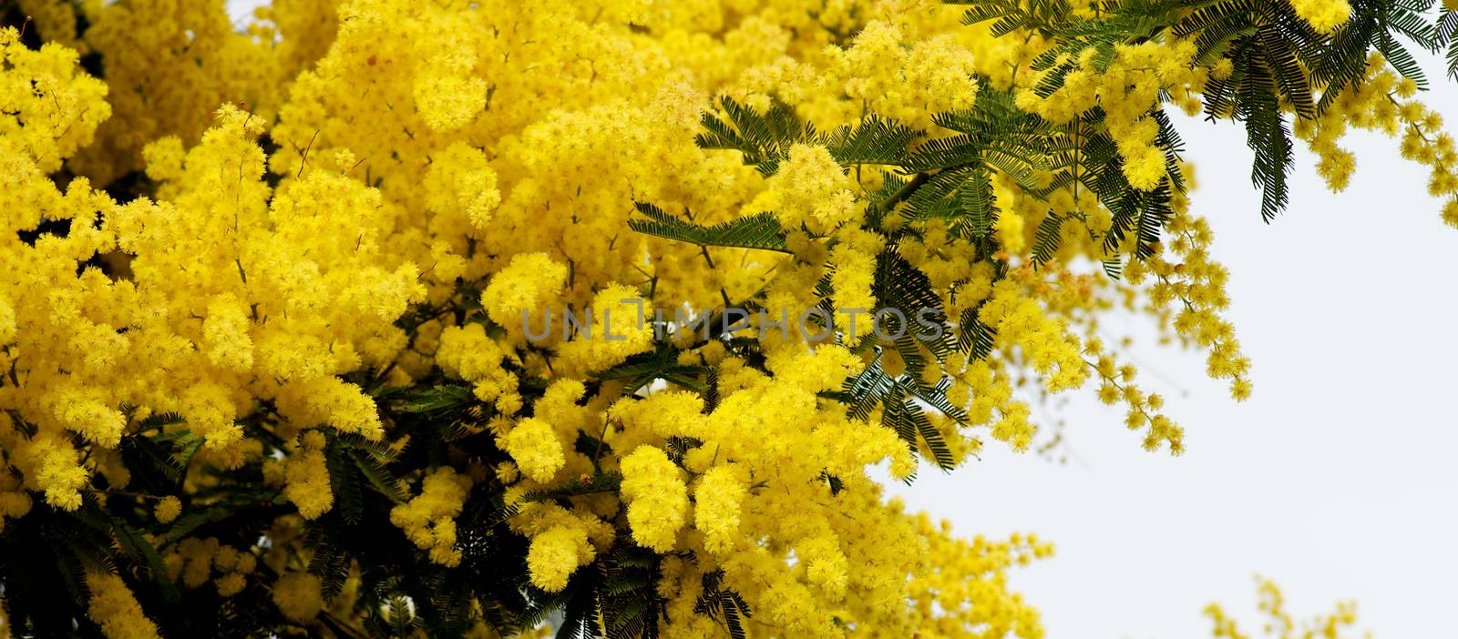 Beauty Yellow Lush Foliage Flowering Mimosa with Leafs closeup on Cloudy Sky background