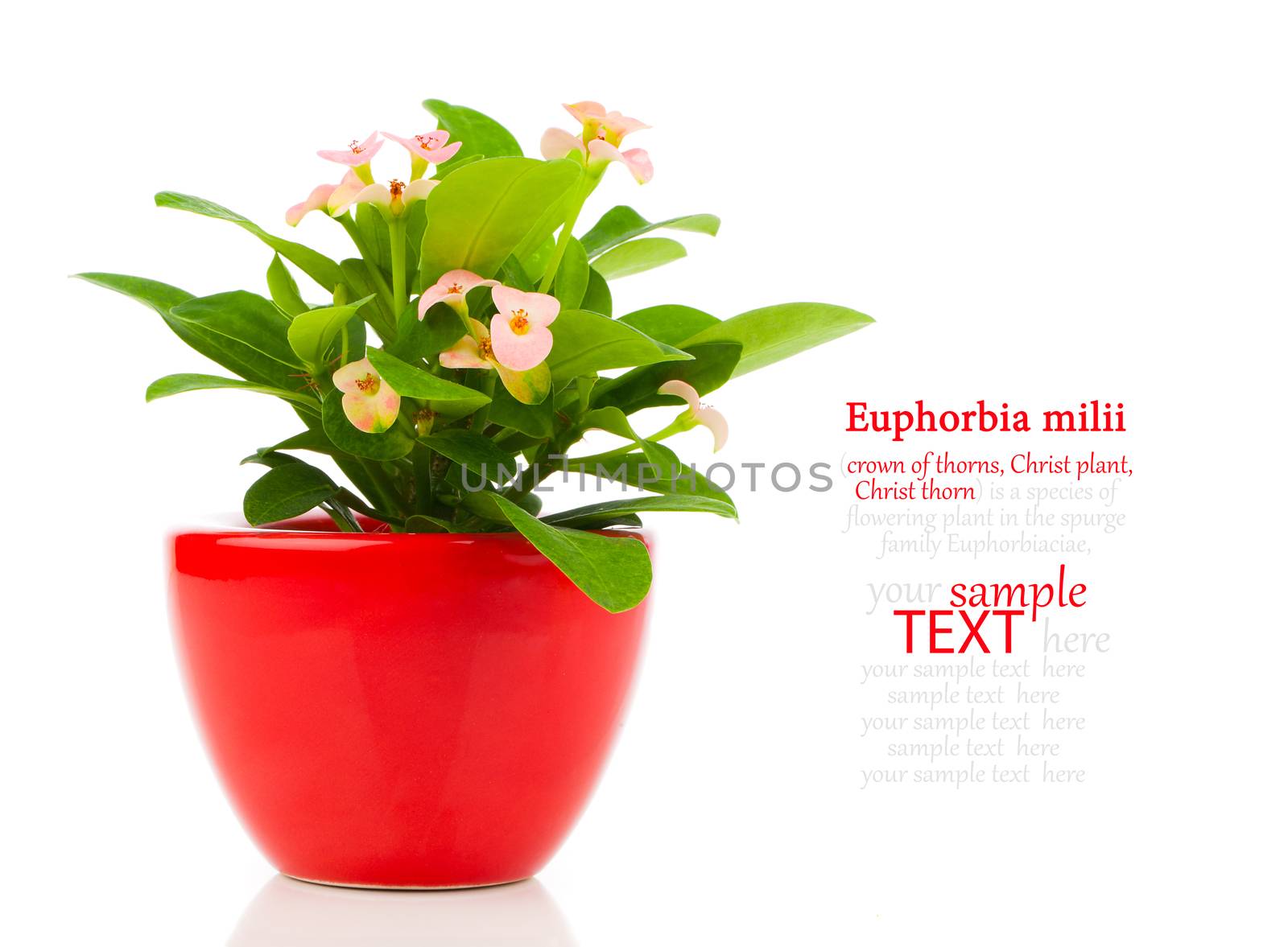 Euphorbia milii (crown of thorns), isolated on white background by motorolka