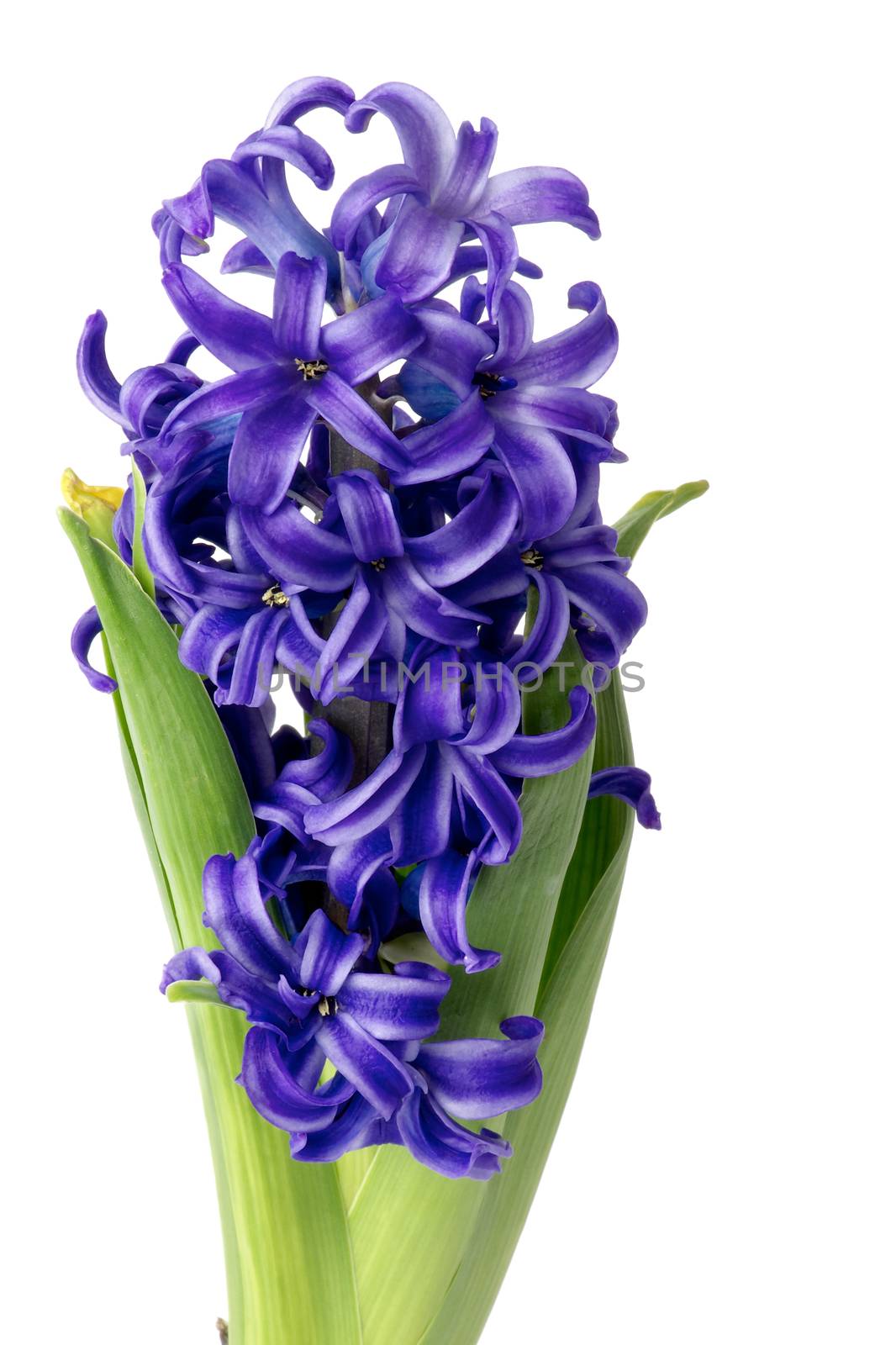 Beauty Purple Hyacinth with Leafs isolated on white background