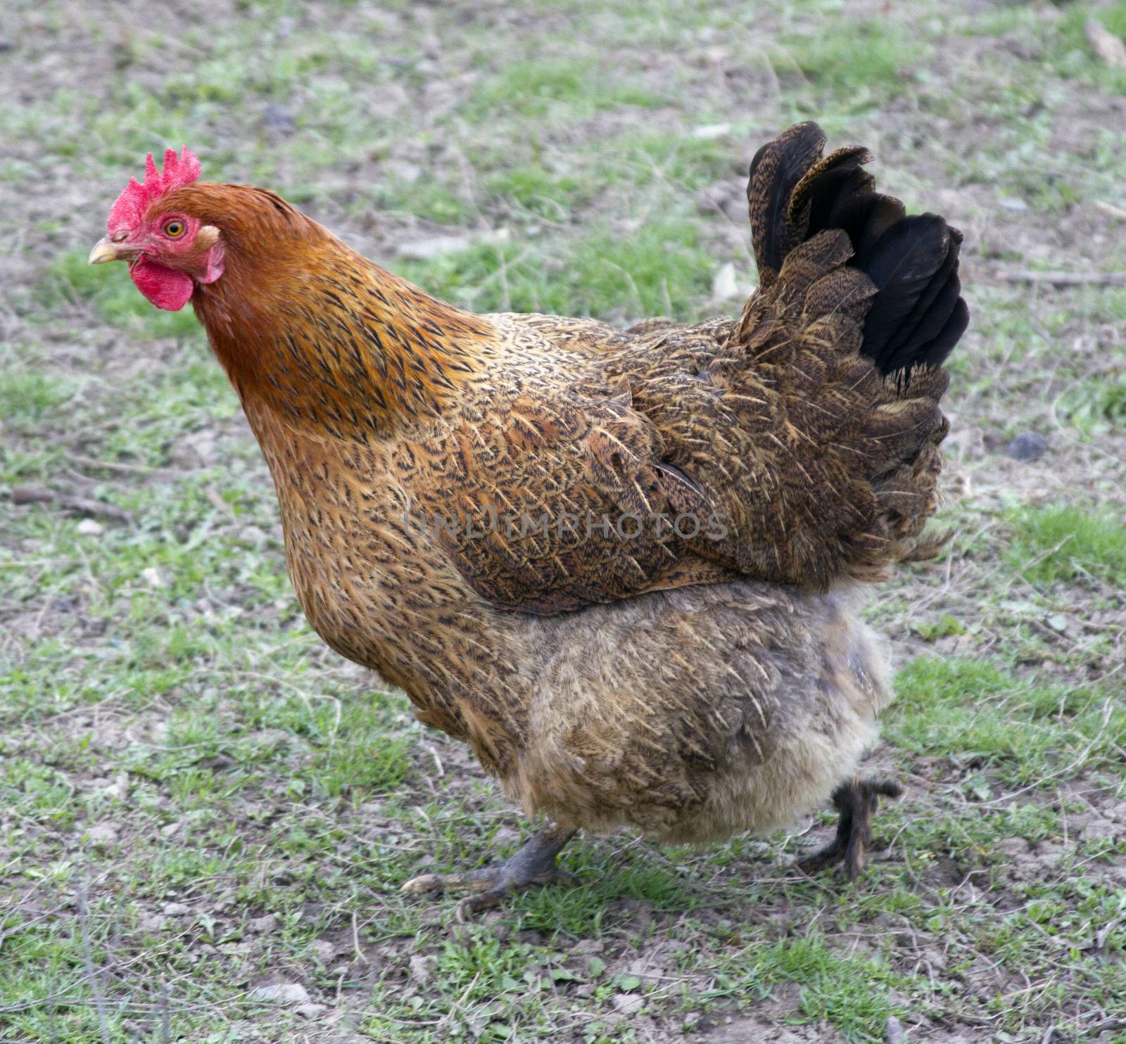 Brown chicken running for their business.