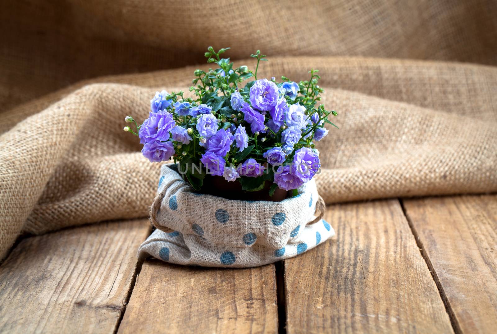 Campanula terry flowers in paper packaging, on sackcloth, wooden background