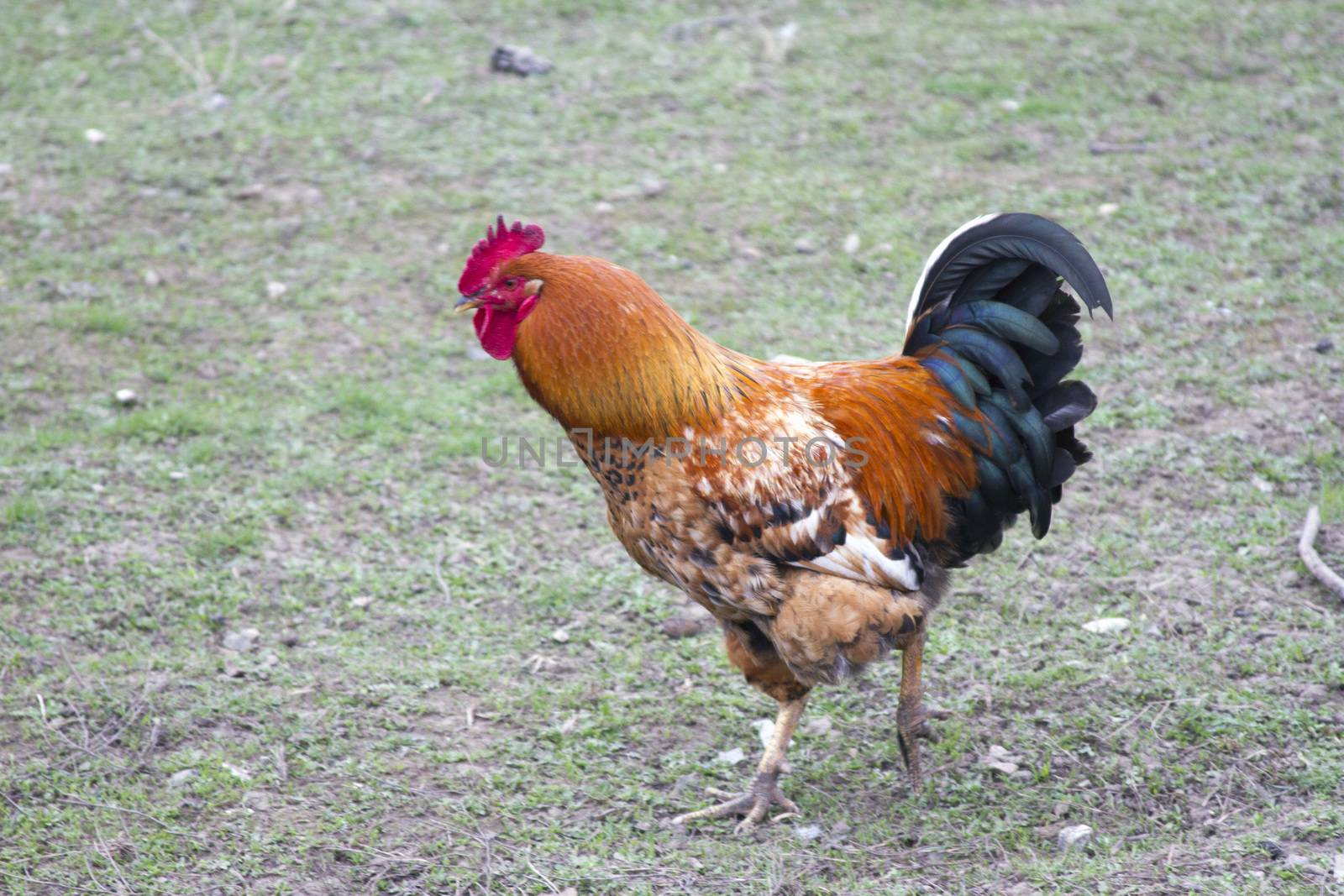 Big brown cock running down his business.