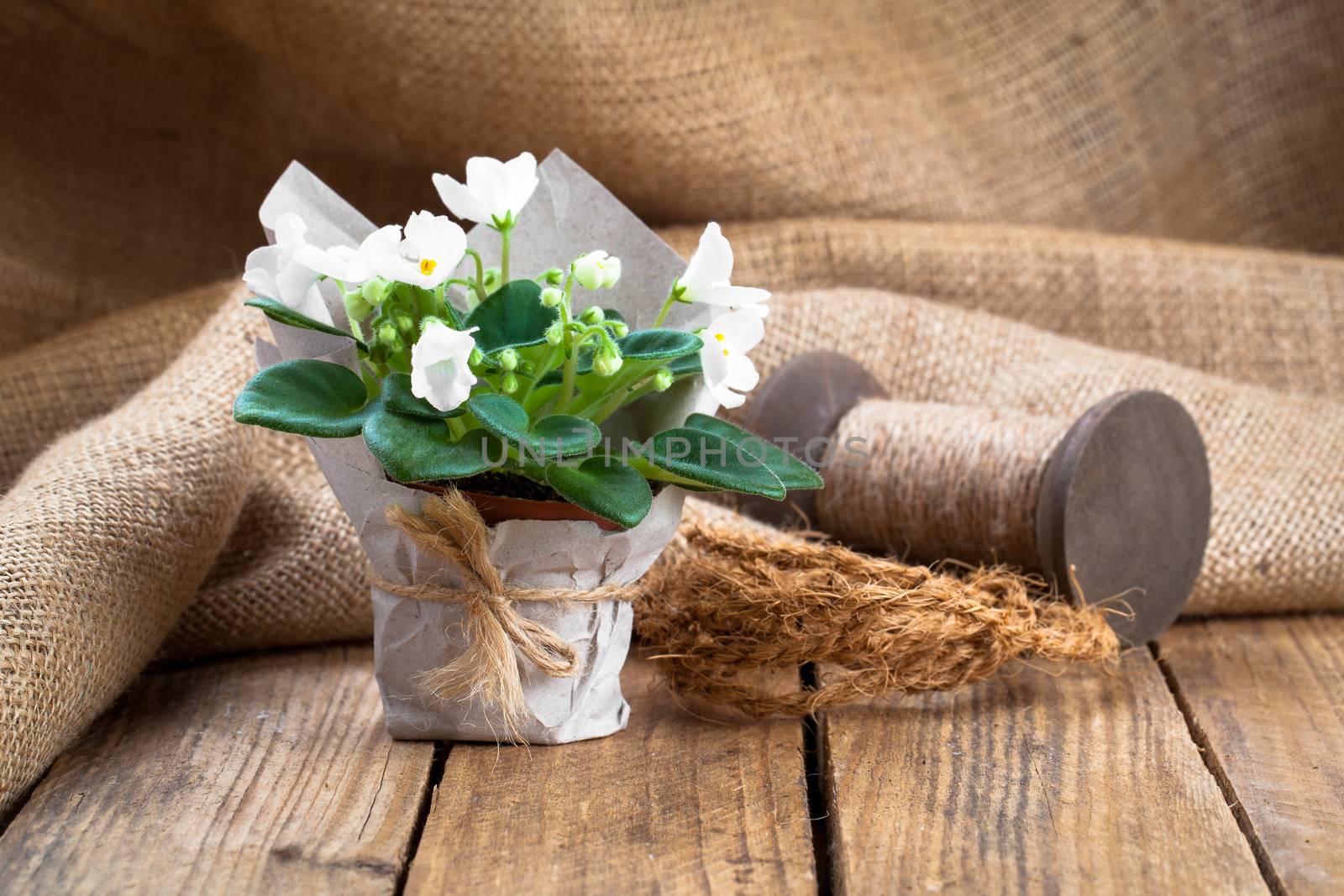 white Saintpaulias flowers in paper packaging, on sackcloth, wooden background