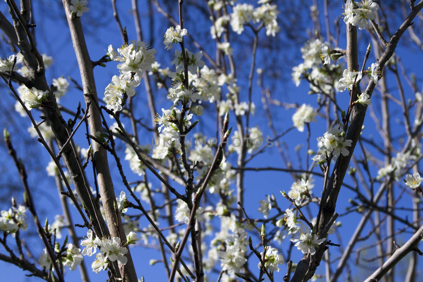 Blooming branch of apple tree with many flowers over blue sky