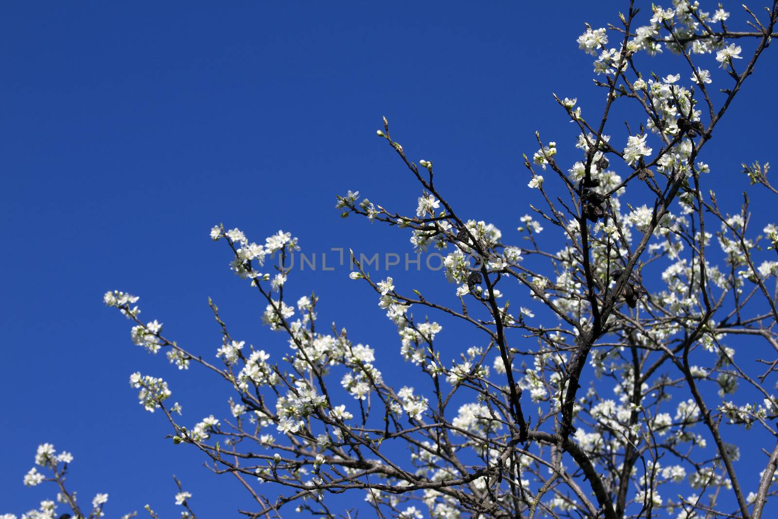 Blooming apple tree branch against the blue sky. by mcherevan