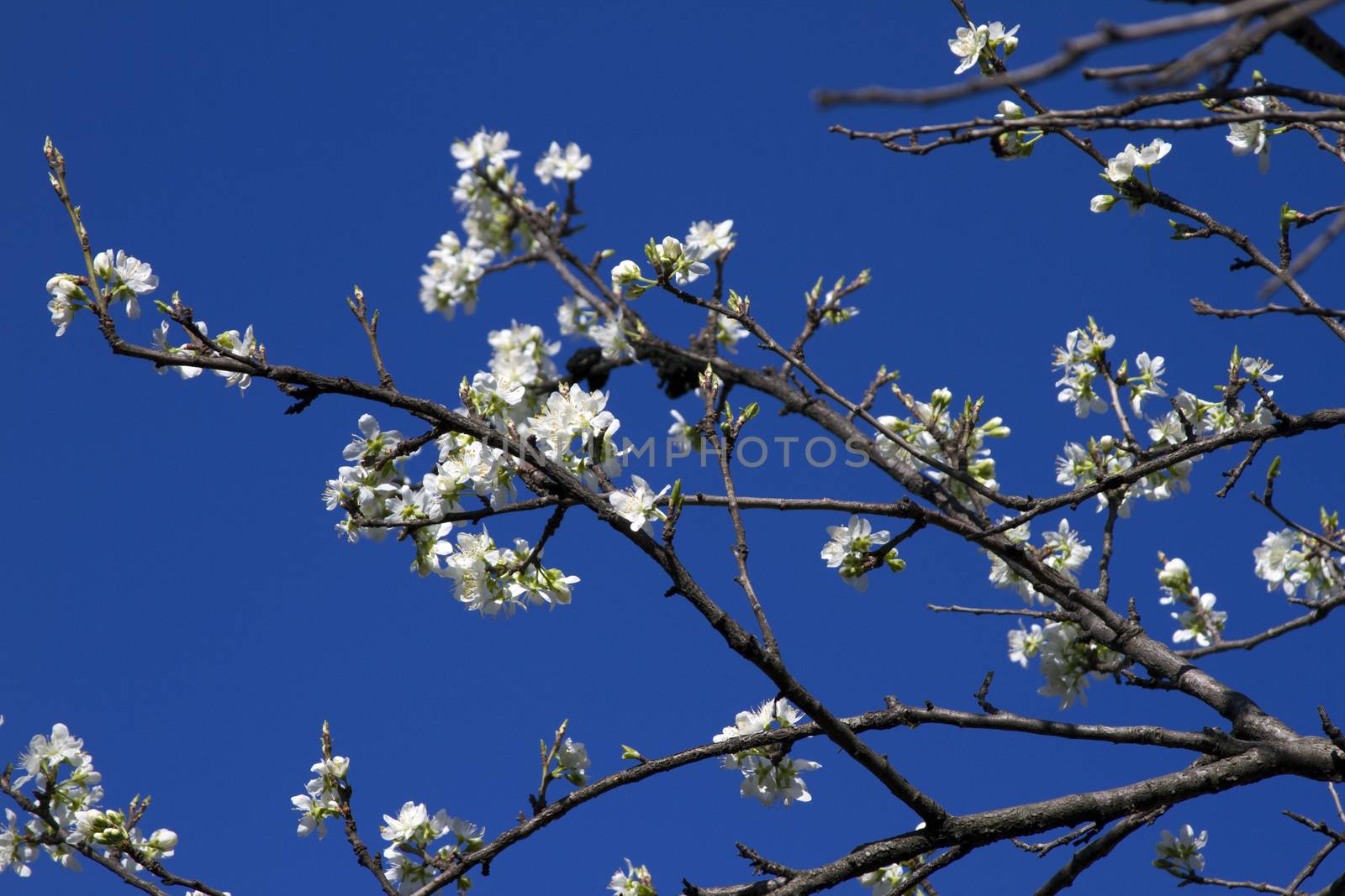 Blooming apple tree branch against the blue sky. by mcherevan