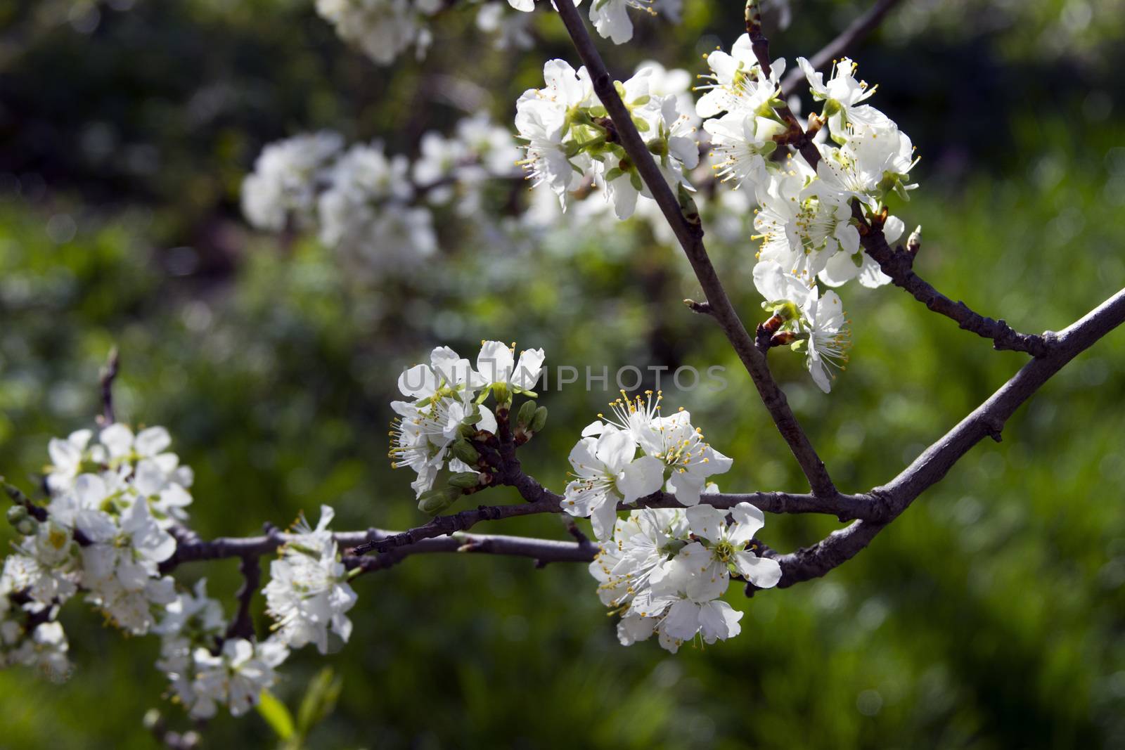 Blooming  apple tree branch on a background of the rural landscape.