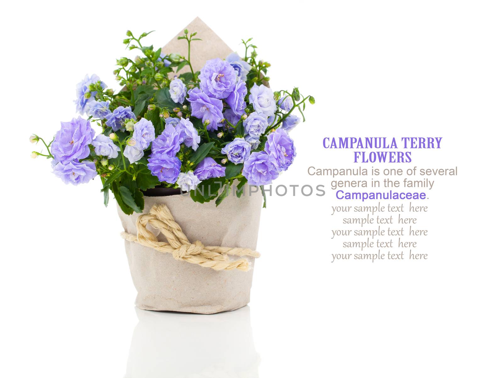 blue Campanula terry flowers in paper packaging, isolated on white background