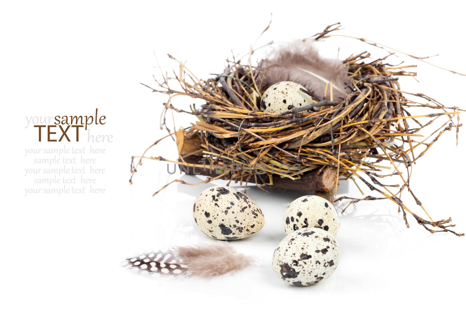 quail eggs on white background