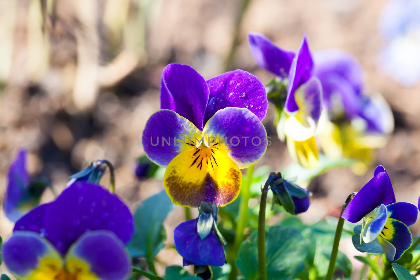 garden pansy (pansies, Viola, Viola tricolor) is a type of large-flowered hybrid plant cultivated as a garden flower.