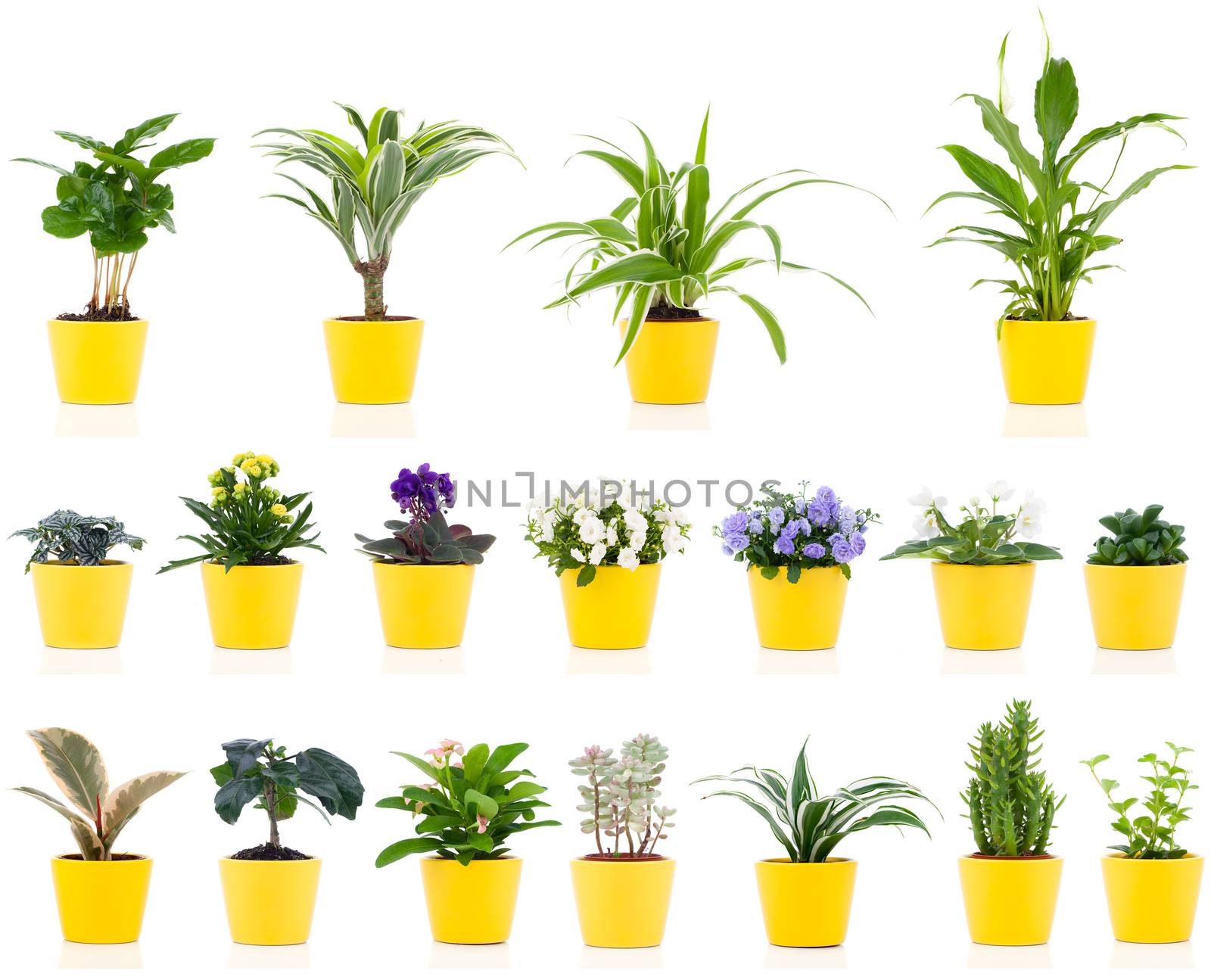 set of green house plant, isolated on white background by motorolka