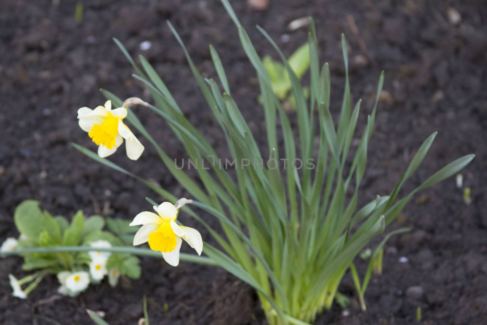 Blooming yellow daffodil against the dark earth by mcherevan