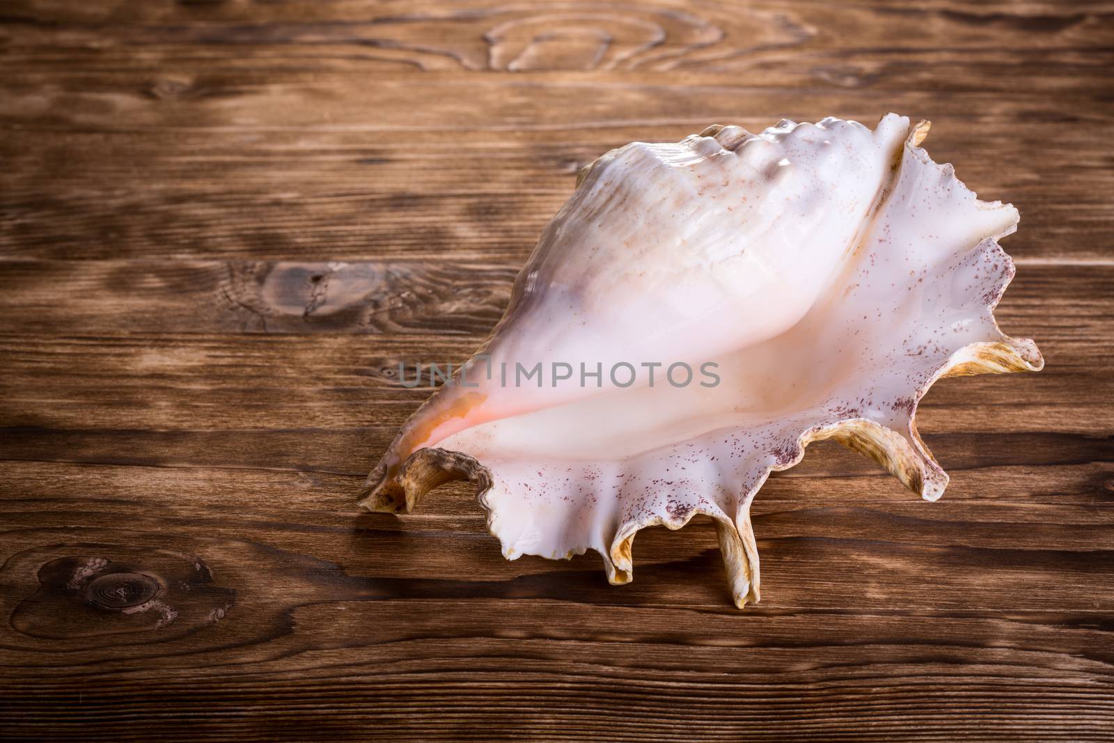Sea shell by Valengilda