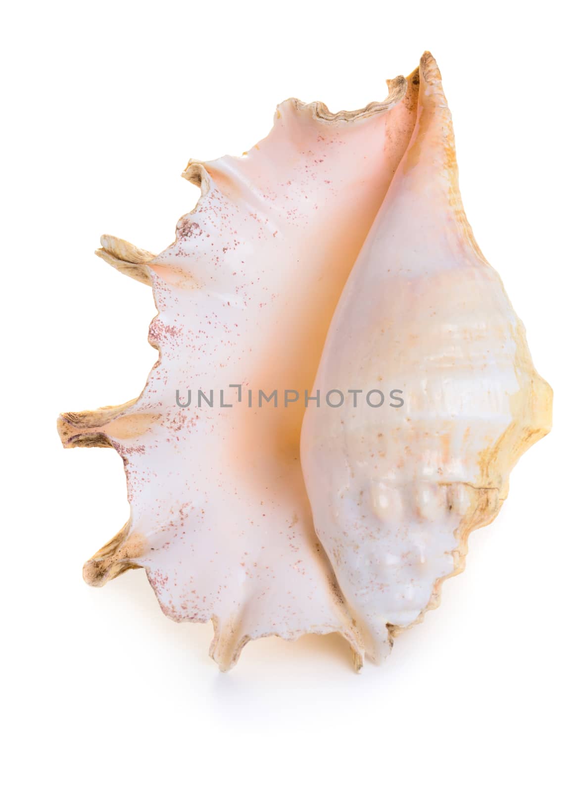 Sea shell isolated on white background