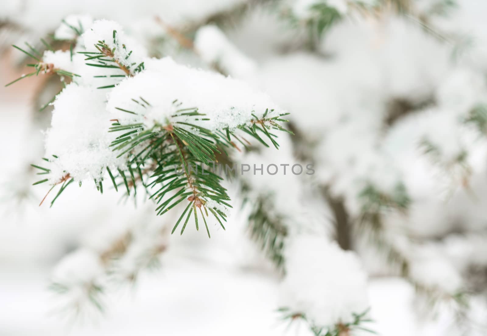 Christmas fir branch with snow and drops in winter forest