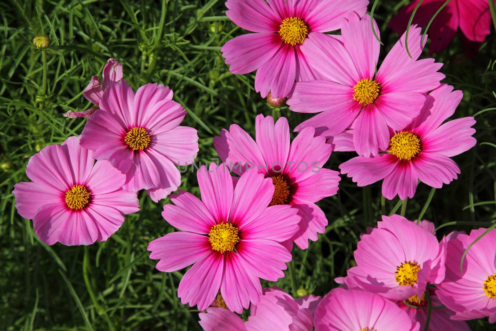 Close up pink cosmos flowers in the garden