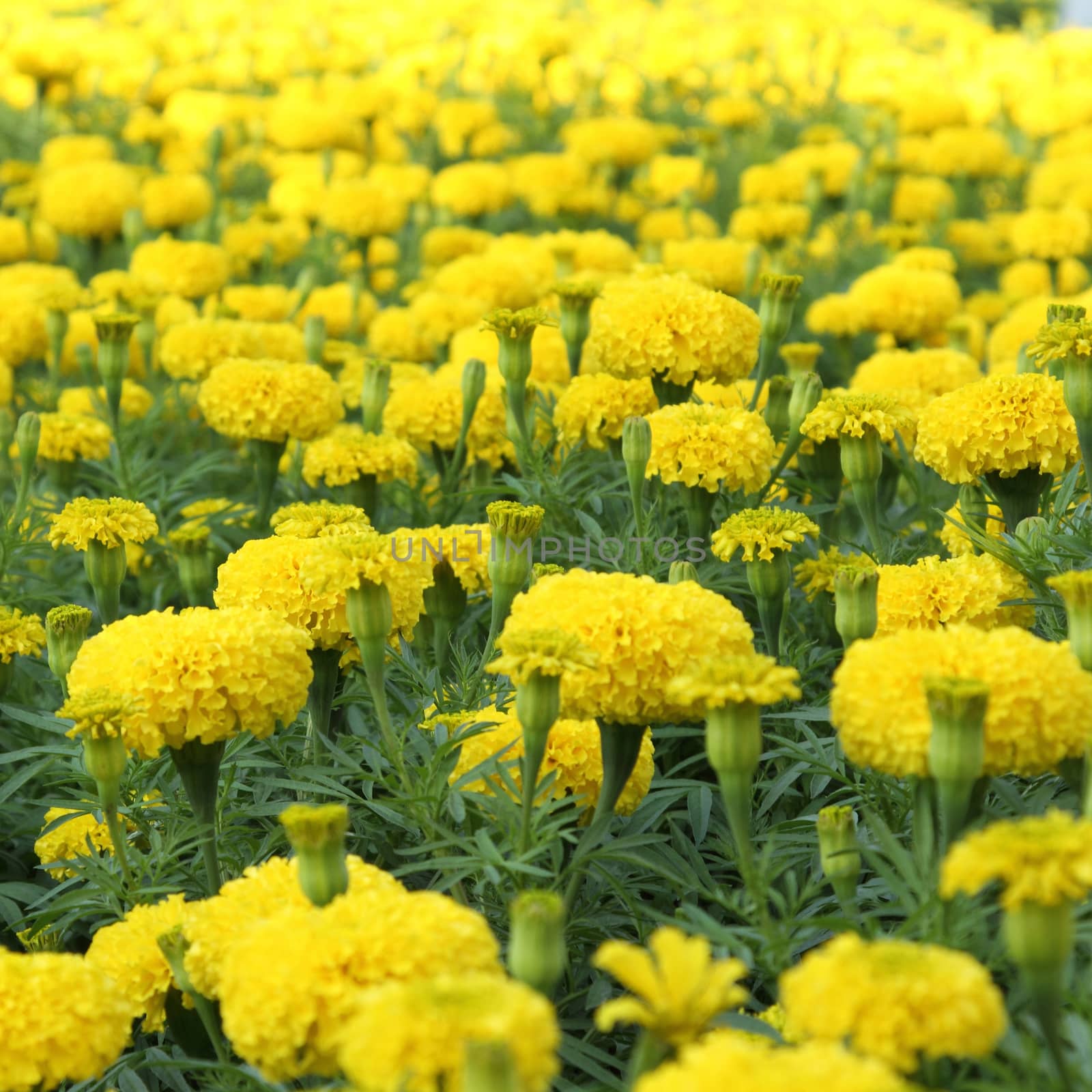 Yellow flower marigold field in the garden