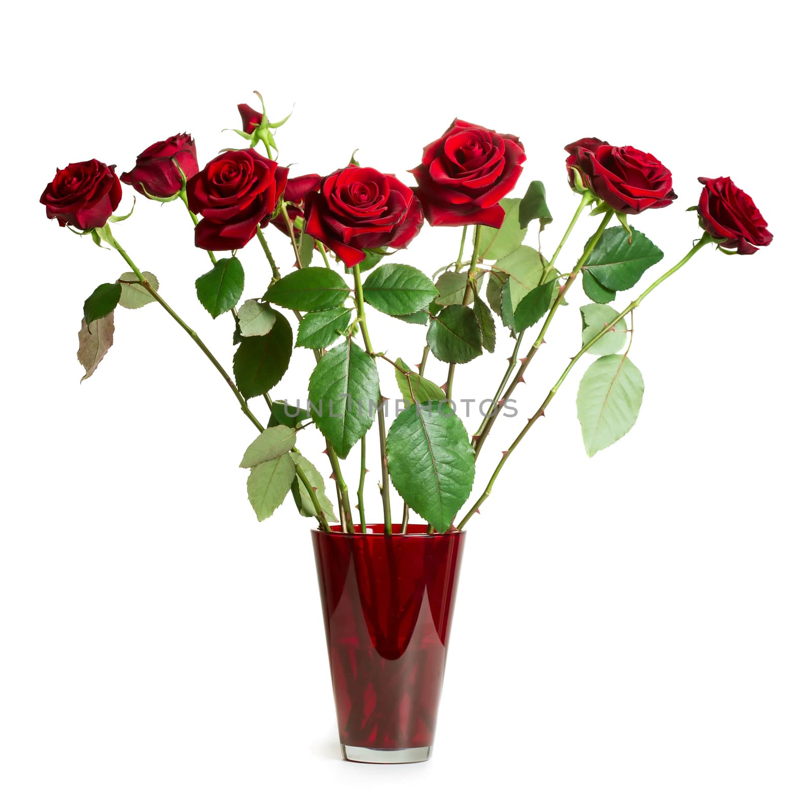 Red roses in vase isolated on white background