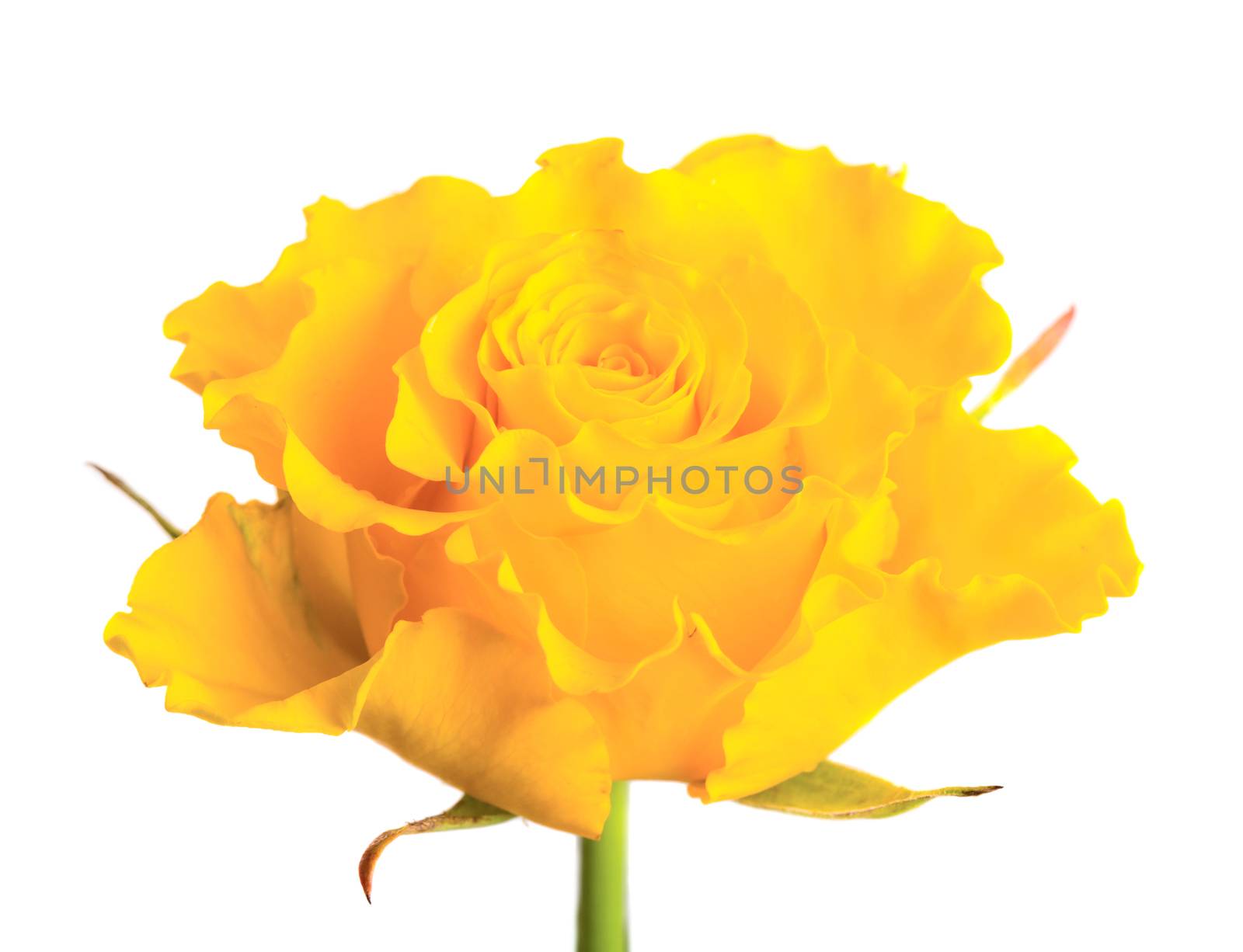 Yellow rose by Valengilda
