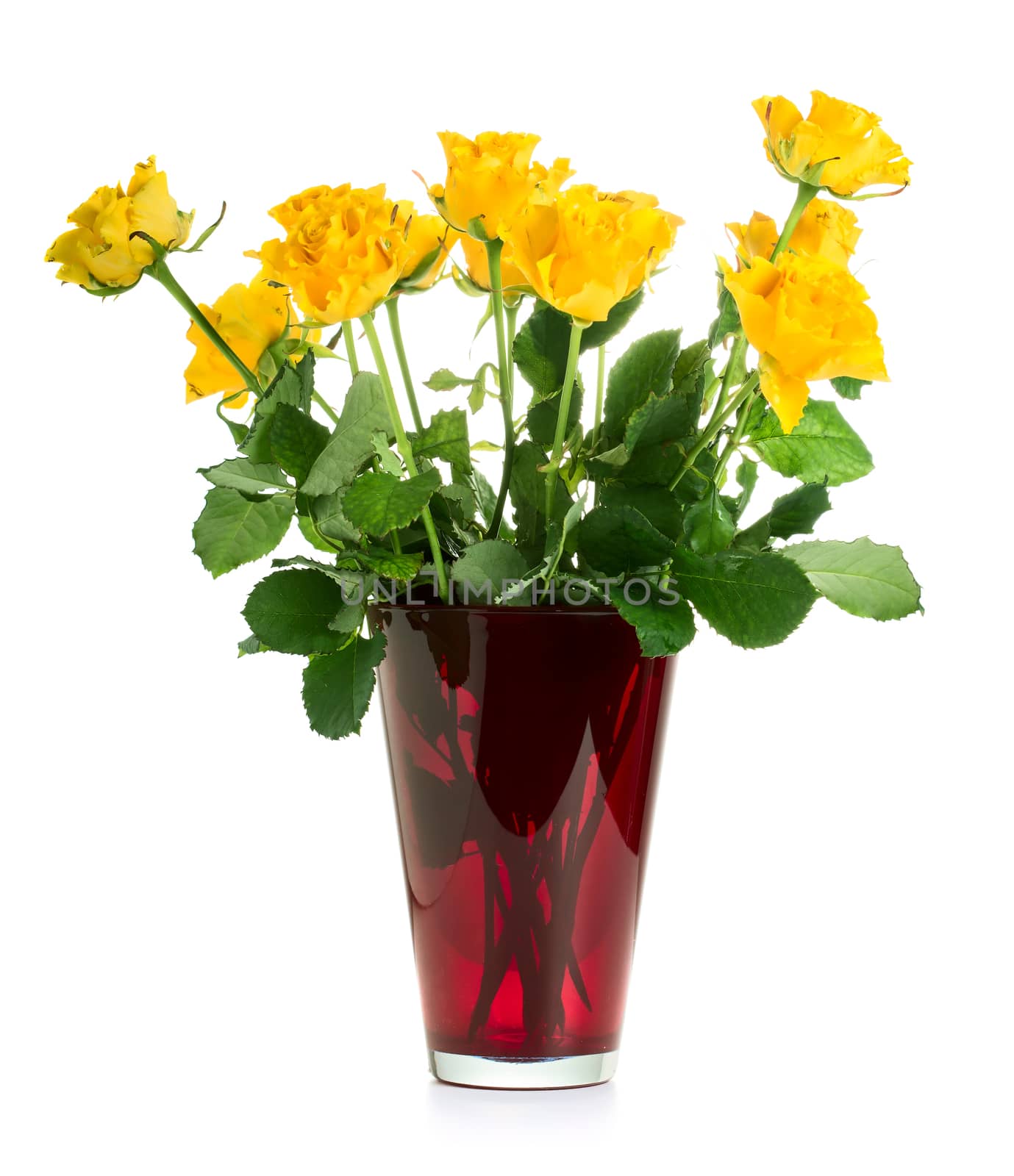 Yellow roses in vase isolated on white background