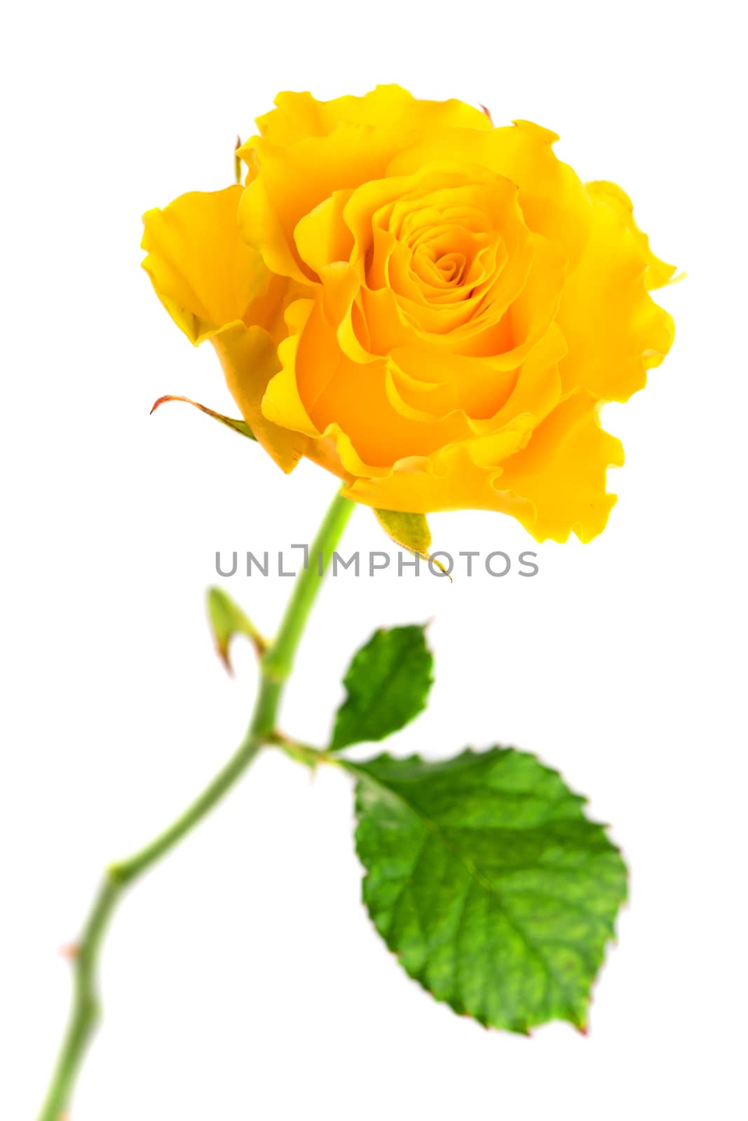 Yellow rose isolated on white background