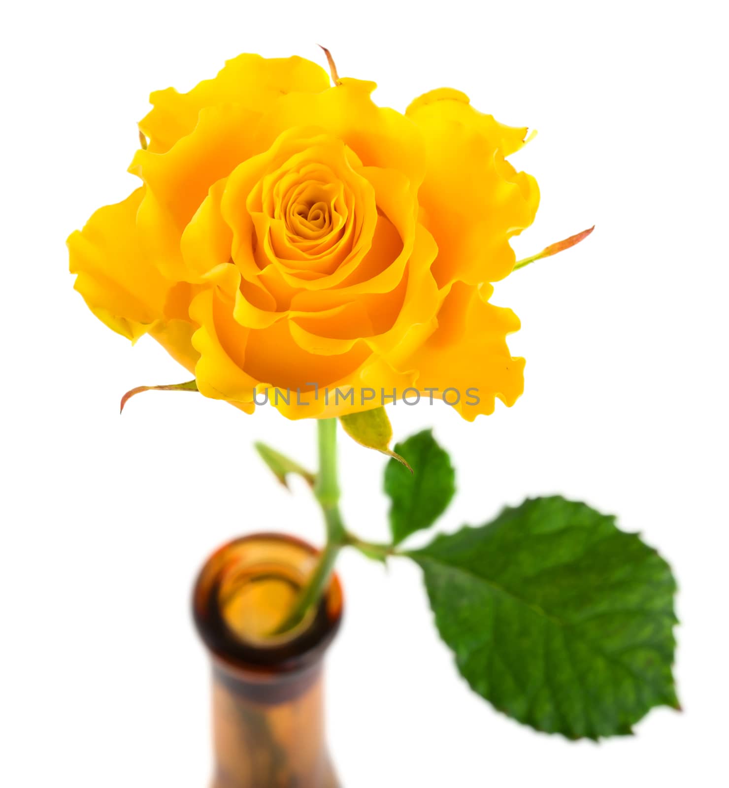 Yellow rose in vase isolated on white background