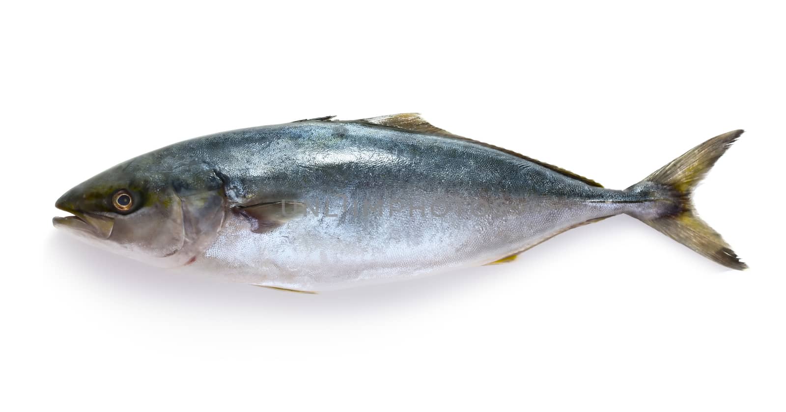 Raw tuna fish isolated on white background