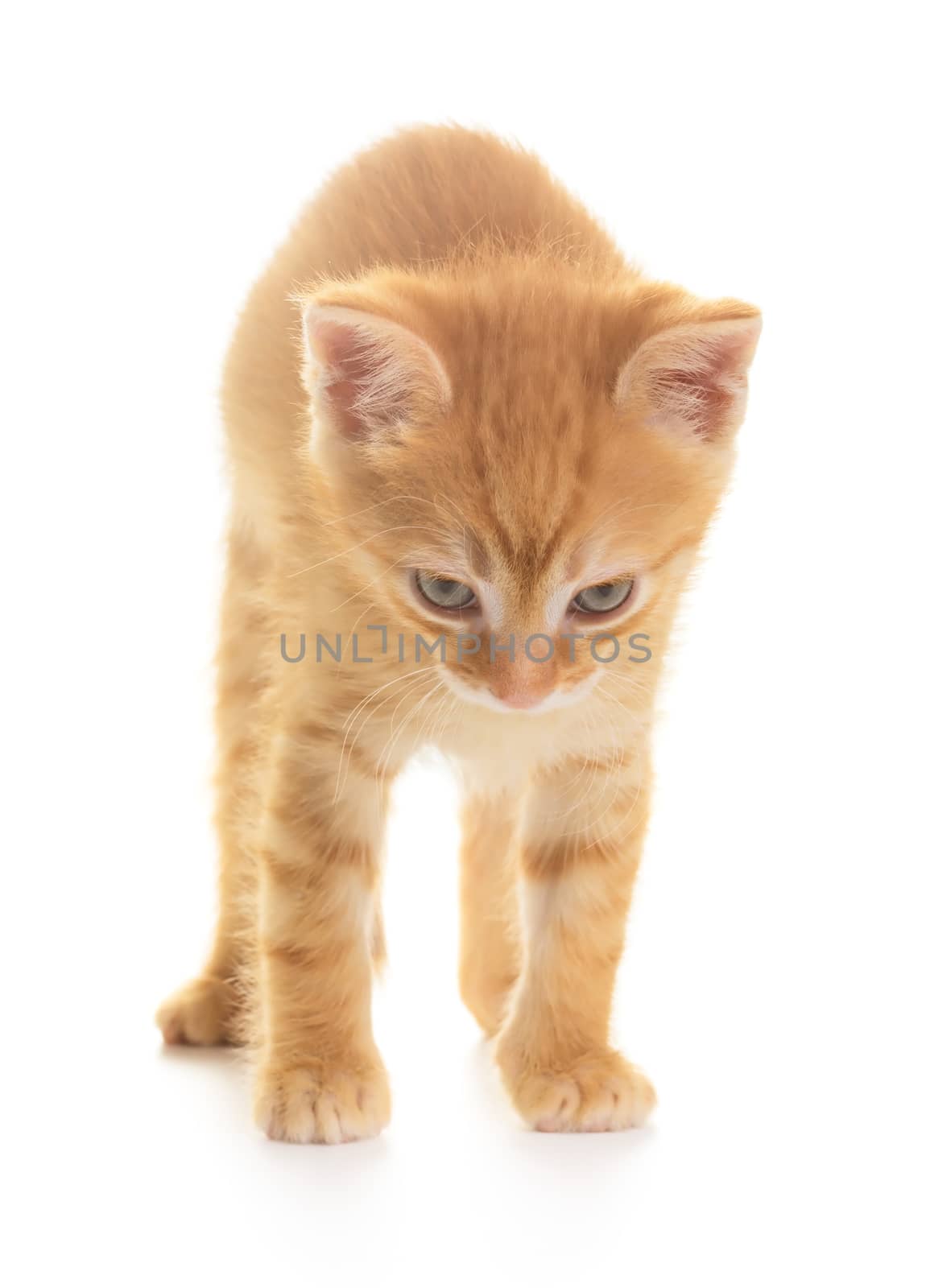Anggry red kitten isolated on white background