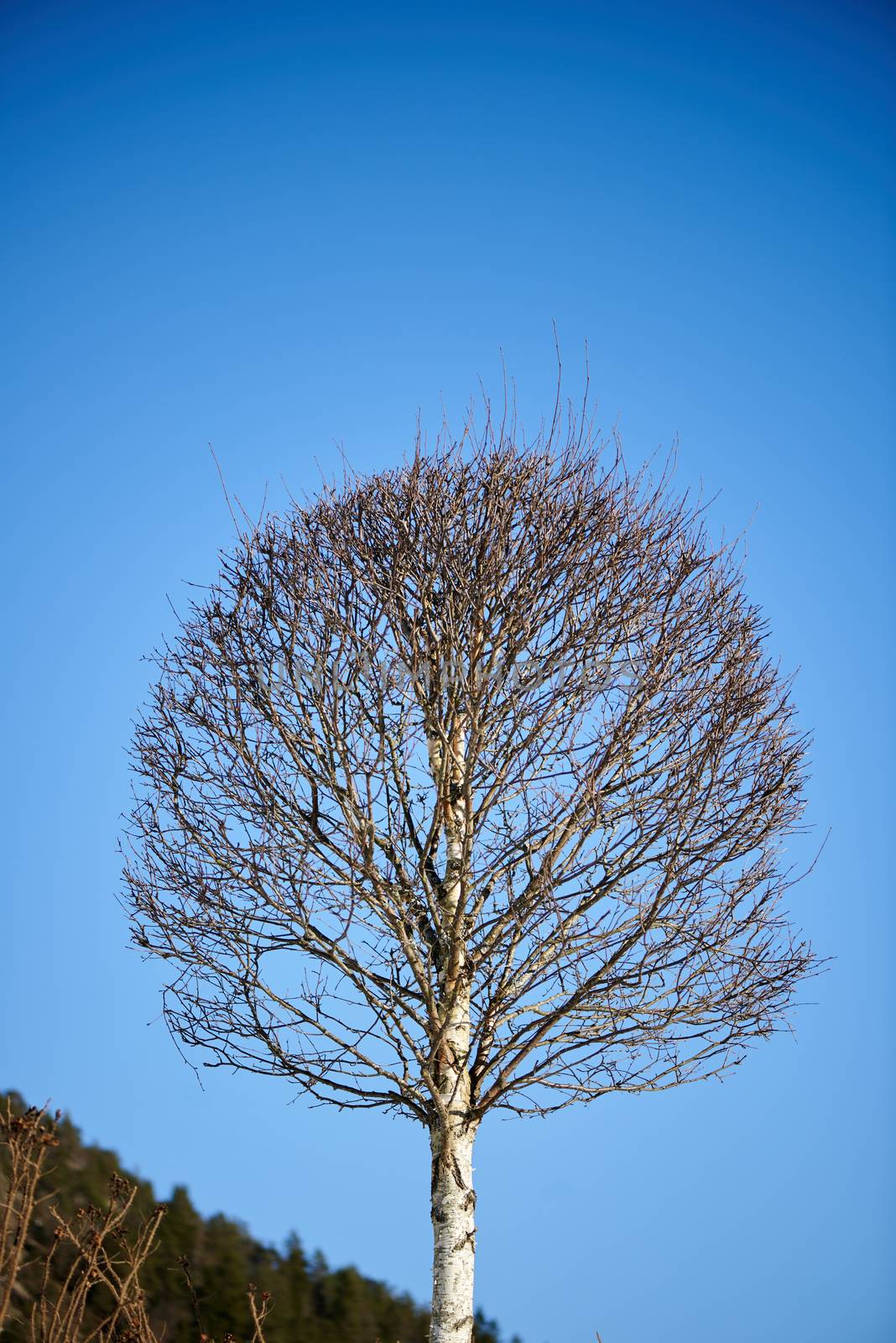 Birch tree on blue sky background at morning by Nanisimova