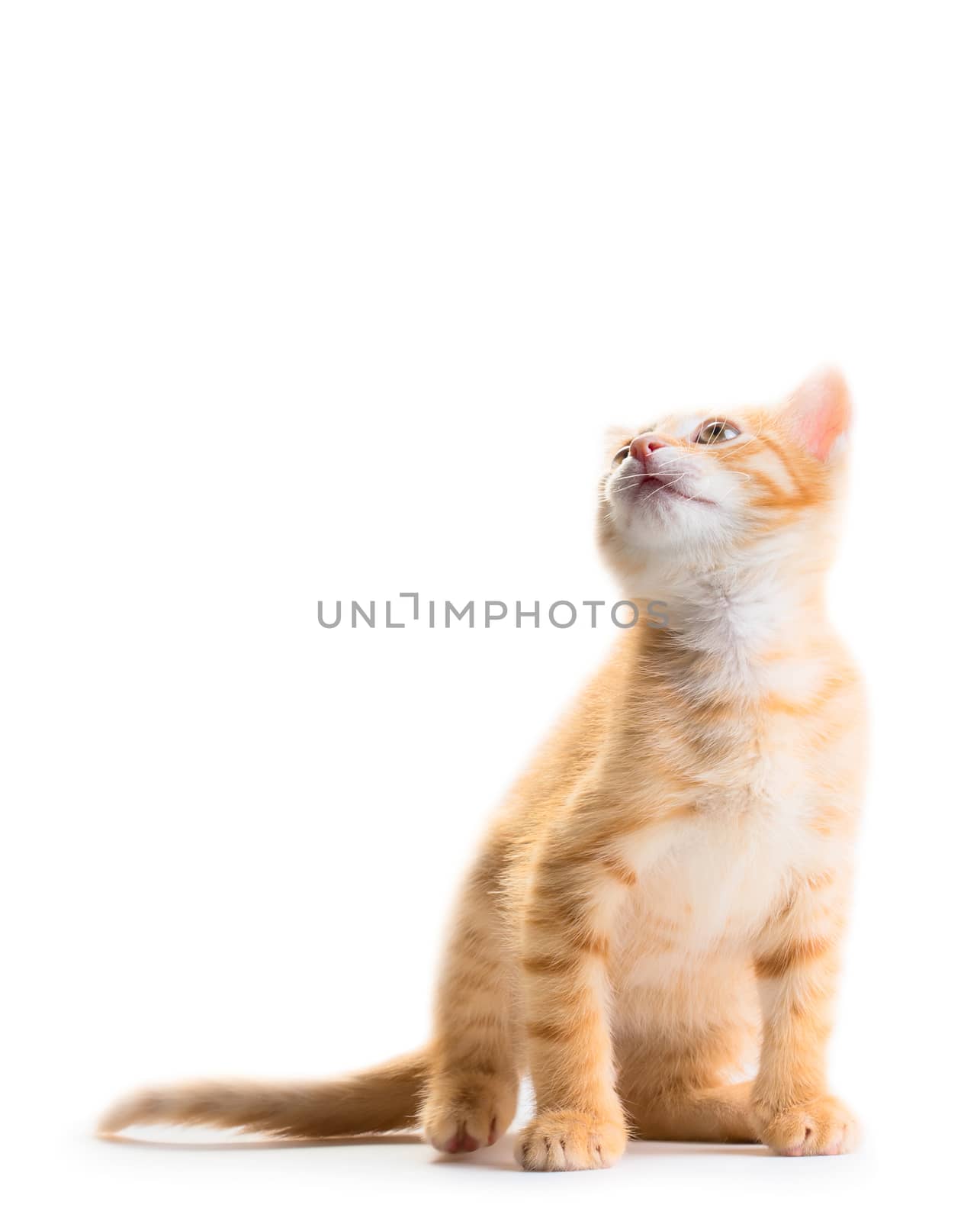 Red cute little kitten isolated on white background