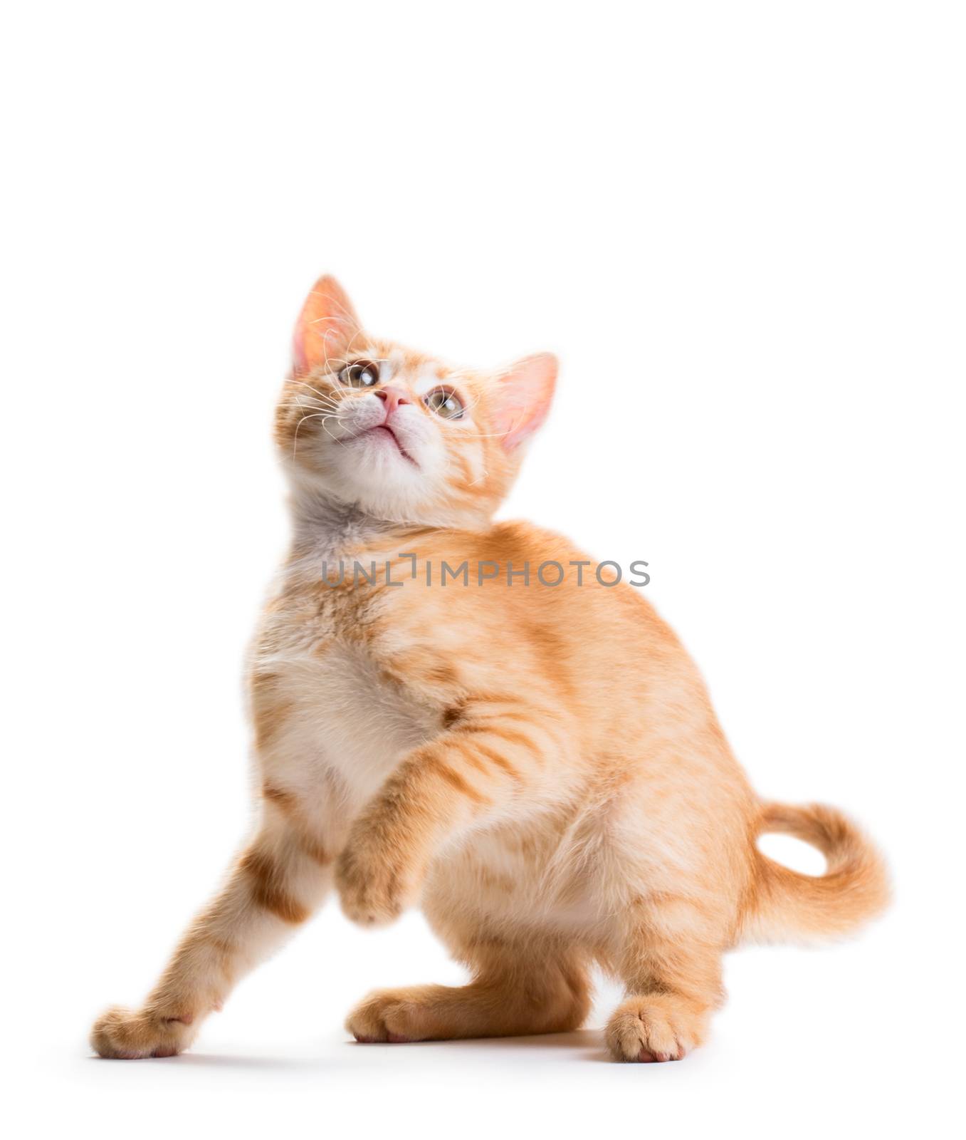 Red cute little kitten isolated on white background