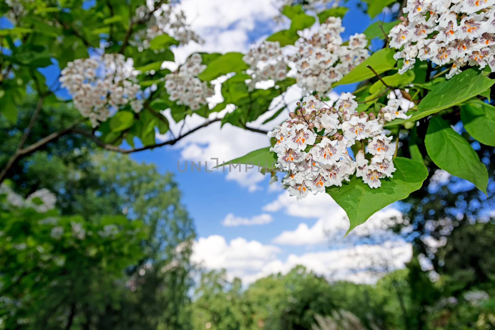 White flowers blooming by Nanisimova