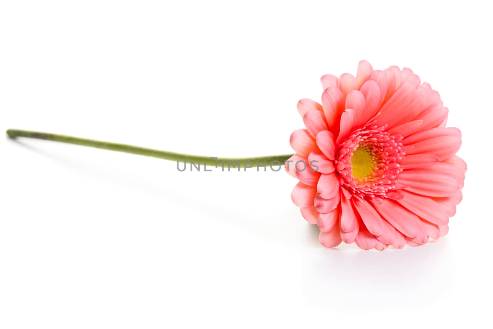 Pink daisy flower isolated on white background