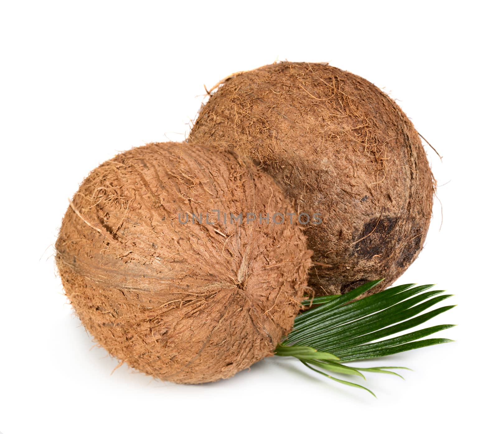 Two whole coconuts with green leaf isolated on white background