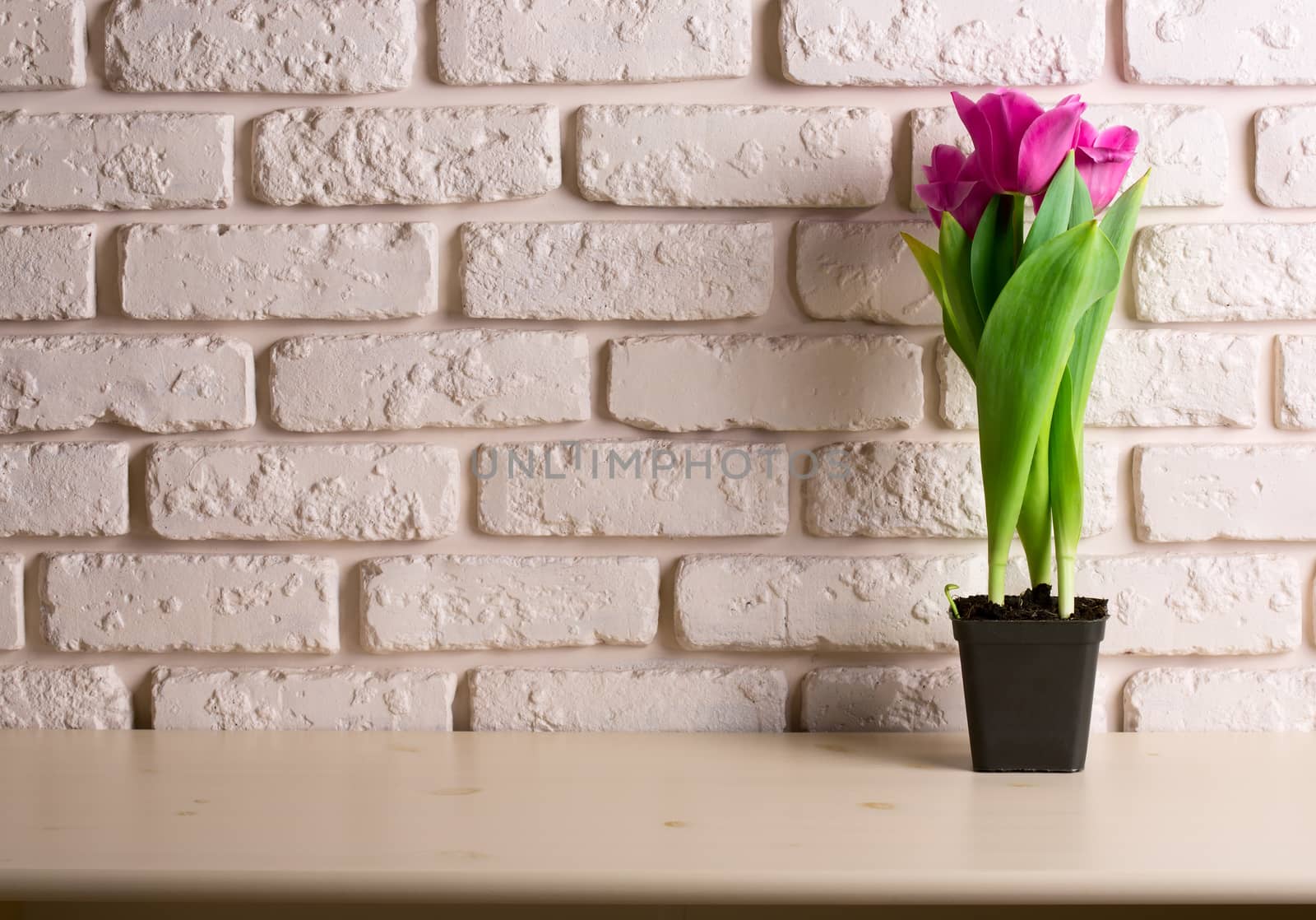 Pink tulips on wooden table over brick wall background