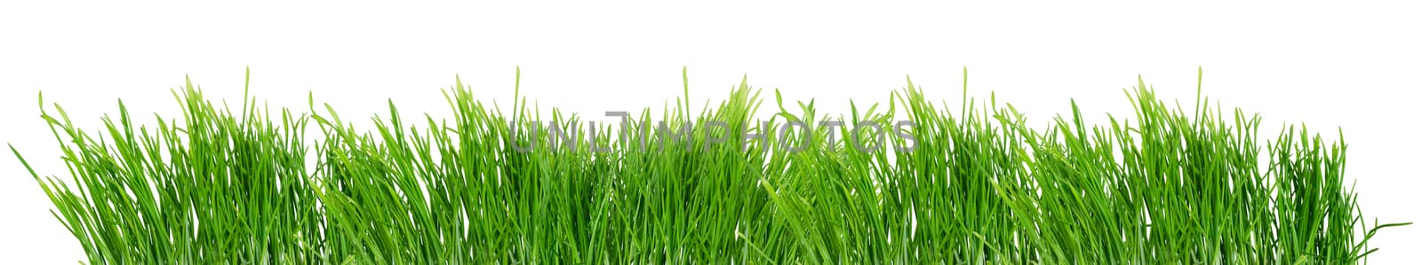 Fresh spring green grass isolated on white background