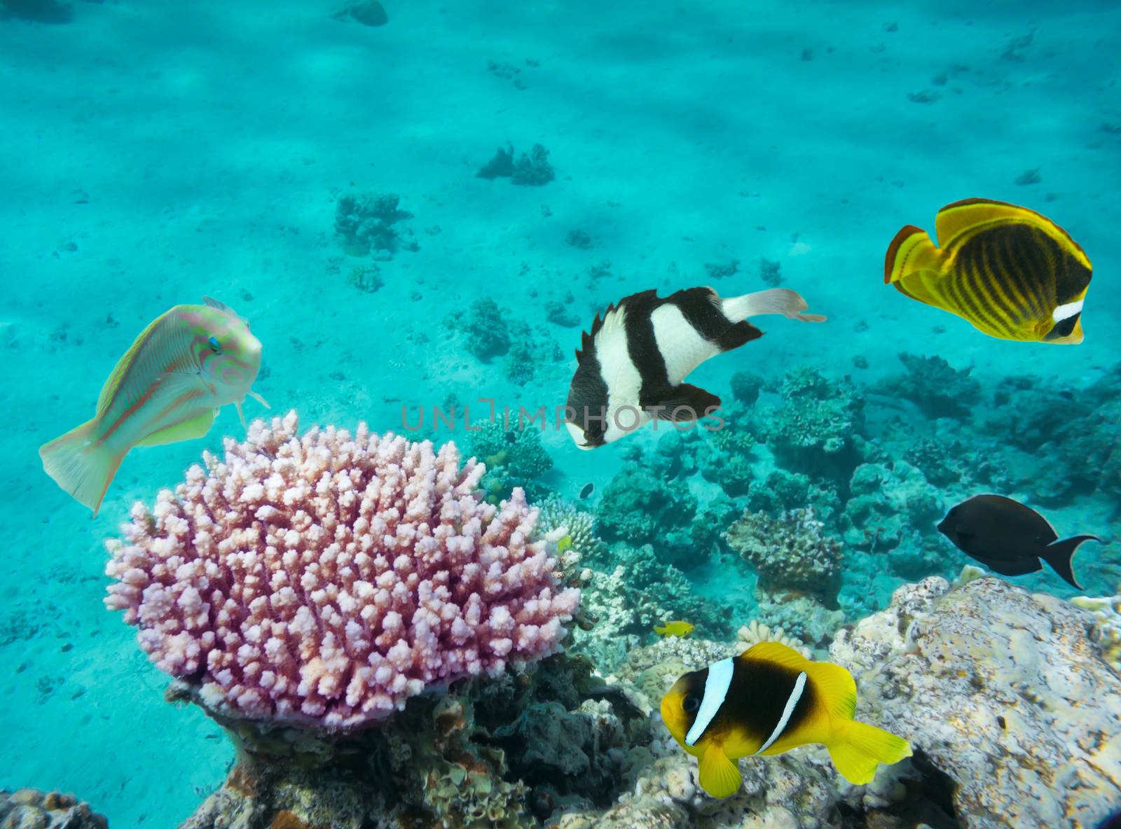 Coral fishes with underwater background